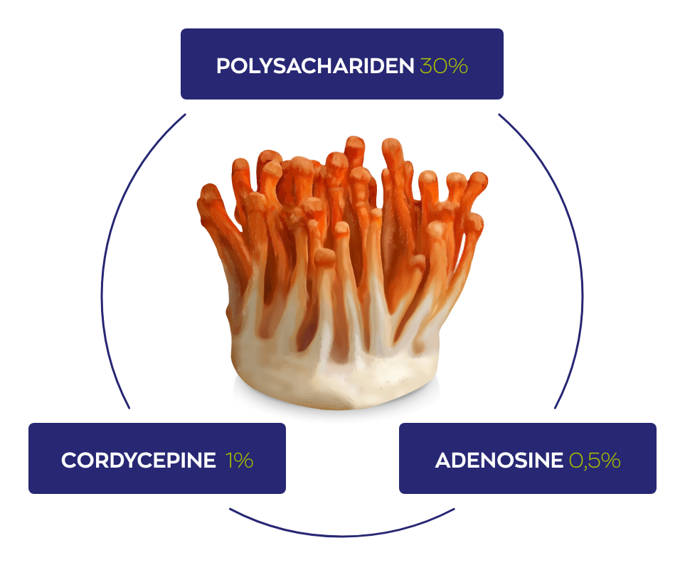 cordyceps