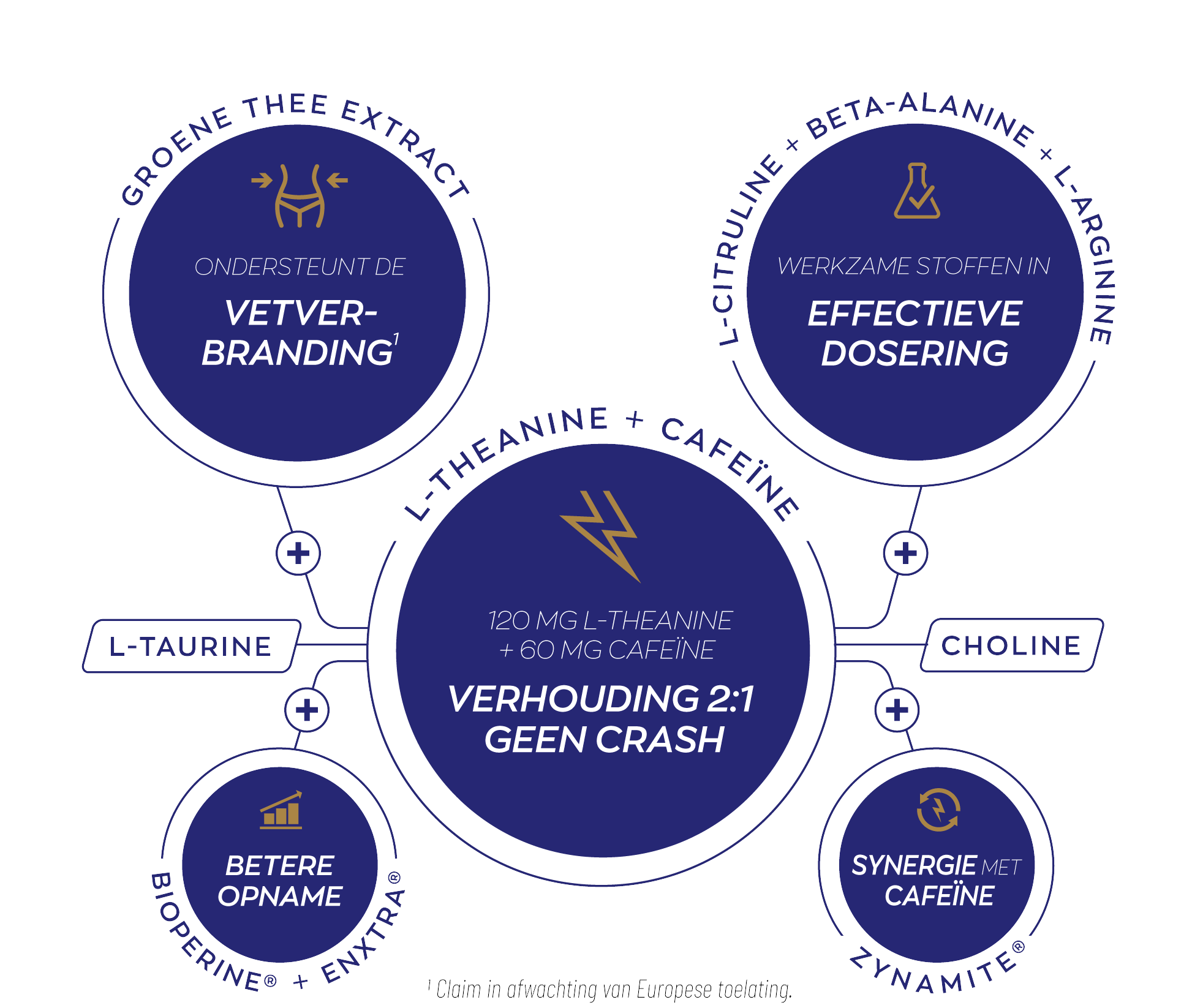 Infographic Elite Pre Workout Vrouw