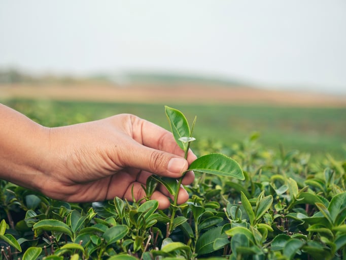 de hand van een persoon pakt een groen theeblad vast 