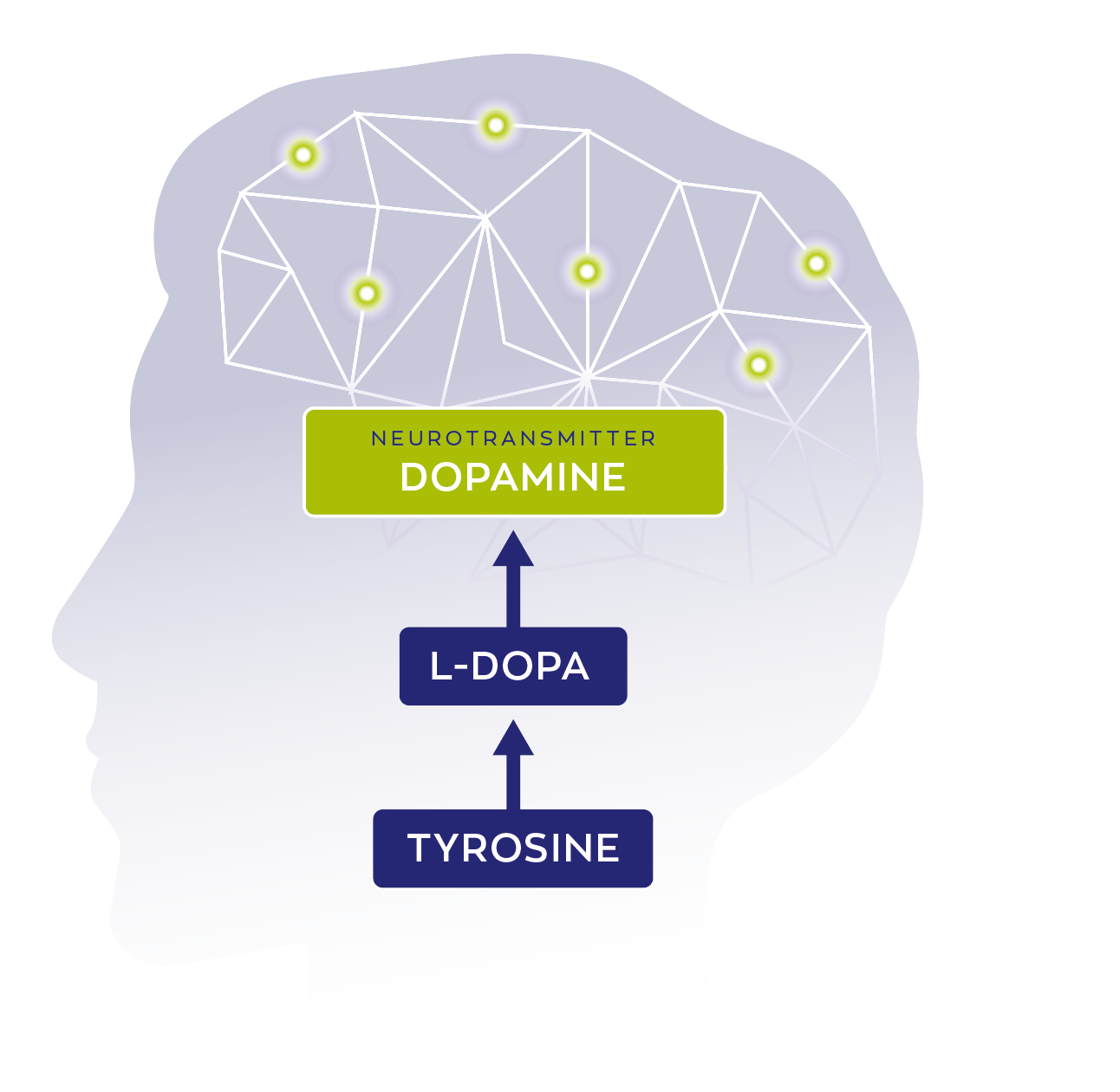 dopaminetransport