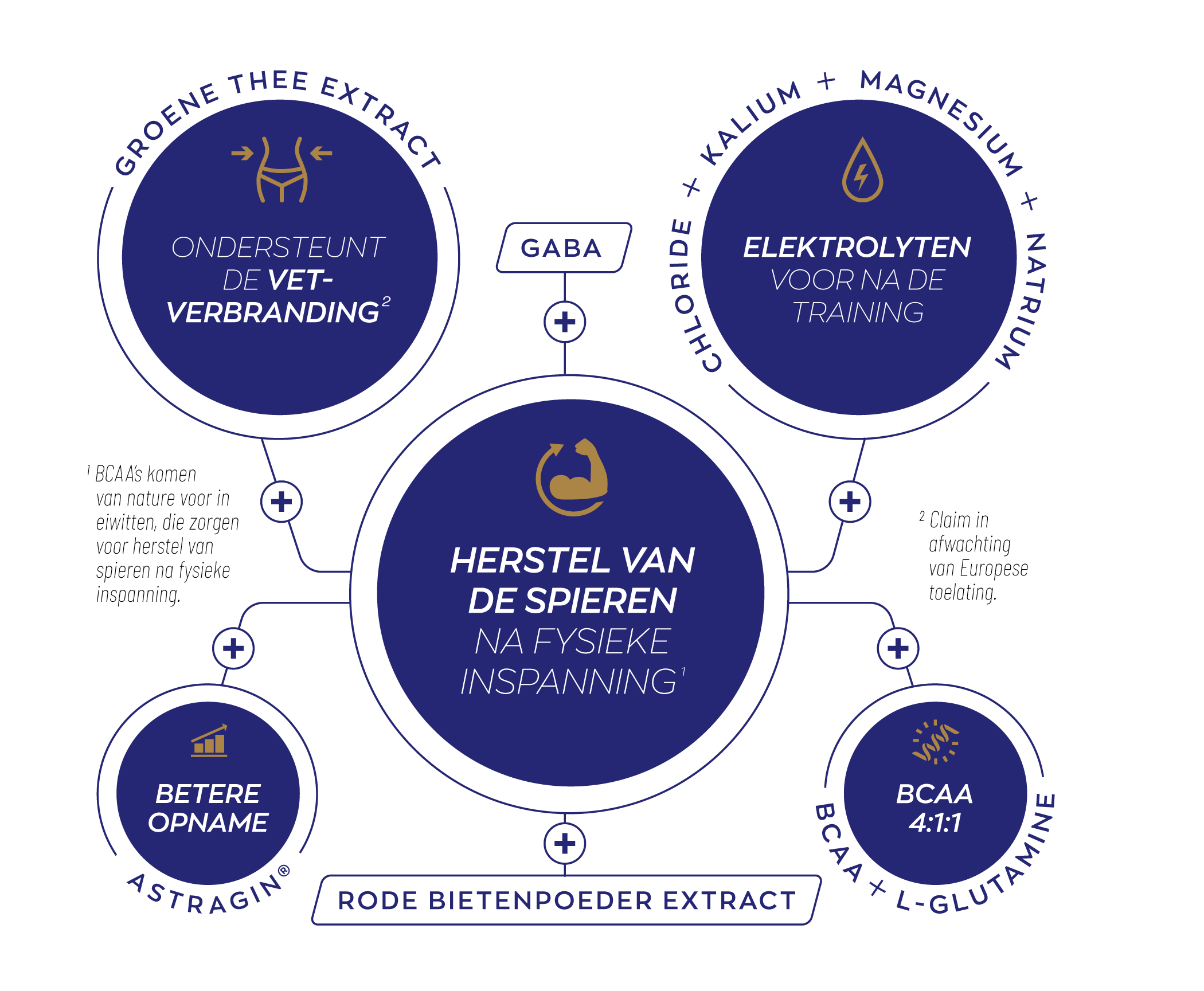 Infographic Elite Post Workout Vrouw