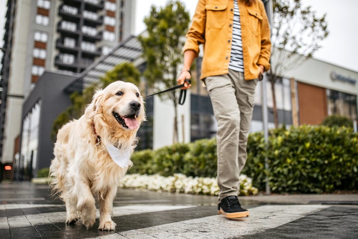 hond-en-wandelen